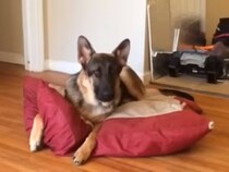 反抗期突入！？　飼い主に怒られて“口答え”する犬に反響多数「人間の子どもみたい！」