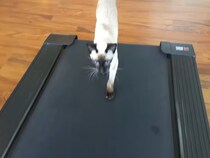 失敗しても諦めニャい！？　猫の「ルームランナー」チャレンジに視聴者ほっこり「かわいすぎ」「頑張ってる」