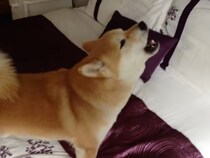 「柴犬に生まれ変わった作曲家」！　クラシック音楽に合わせて“熱唱”する柴犬に称賛の声