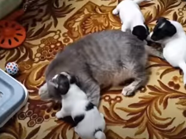 本物の親子みたい! 5匹の子犬の面倒を見る“猫”に「なんて優しい猫ちゃんなの!」