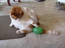 【動画】おしりにくっついた風船をツンツン… 困惑しながらもじゃれつく猫がかわいすぎて抱きしめたい！