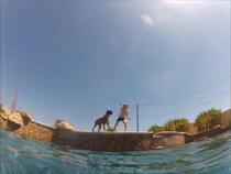 垂直状態で玩具をキャッチ！　ボクサー犬の見事な“潜水テクニック”に「なんというヒーローだ！」