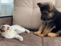 「猫パンチ」さく裂！　けんかに見えて実は「仲良し」、子犬＆子猫の“かわいさ大渋滞”なじゃれ合い
