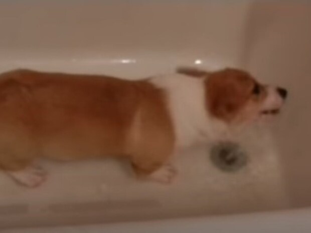 穴掘りをする場所は「バスタブ」!? 排水口に興味津々なコーギーの動きに「かわいすぎる」「ユニークだね!」