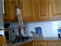 まさに泥棒猫！？　“獲物”を求めて戸棚をこじ開けるシャム猫に視聴者メロメロ「猫界のニンジャだね」