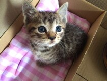 【解説】保護した猫が汚れていても「すぐに洗ってはいけない」って本当？→獣医師「本当です」