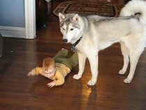 【動画あり】犬「助けなくていいの？」　ハイハイする赤ちゃんが“心配で仕方ない”犬に視聴者ほっこり「愛らしい」