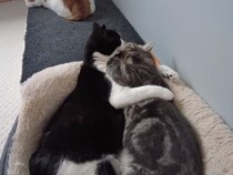 ラブラブすぎるでしょ君たち…と思いきや！　ハグする猫2匹の“急展開”に「見ていて飽きないね」「人間の子どもと一緒」