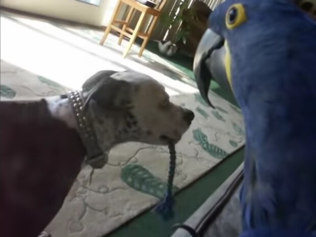 怖い印象が一変!? インコと綱引きで遊ぶピットブルの“意外な優しさ”に視聴者ほっこり「お行儀がいいね」