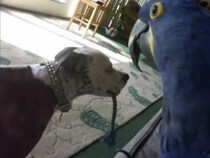 【動画】「やだ…めちゃくちゃ優しい…！」 インコのためにロープを差し出すピットブルの優しさに思わずキュン！