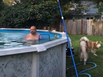 【動画あり】「プールに入りたーい！」　ハスキーたちの“猛アピール”は届くのか？　結末に「ニヤけてしまう」の声