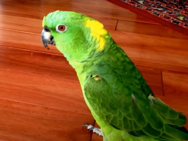 【豪快】まるで“ほろ酔いのおじさん”!? オウムの人間そっくりな笑い声に視聴者もつられ笑い「すごい」「元気が出る」