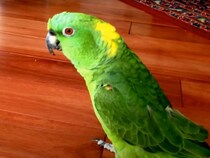 【動画】「まって豪快すぎるwww」　声だけ聞くと“酔っ払いのおじさん”みたいなオウムの笑い声が面白すぎる！