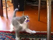 【動画】あまりのかわいさに声が出るかも…！？　猫じゃらしに翻弄され続ける子猫の表情＆動きにキュン！