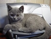 【動画あり】猫「何事ニャー！」　くつろぐ子猫にプリンターが“攻撃”！？　まさかの結末に「申し訳ないけど爆笑した」