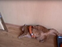 ソーセージリングが抜けなくなった！　敗北感を全身で表現する猫に視聴者「頑張れ！」