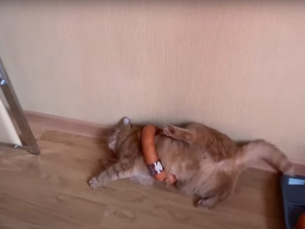 ソーセージリングが抜けなくなった! 敗北感を全身で表現する猫に視聴者「頑張れ!」