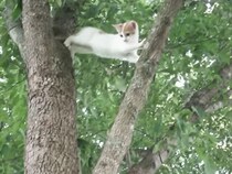 【動画】木から落ちそう…子猫が大ピンチ！　母猫が取った“決死の行動”と結末に「素晴らしい」の声