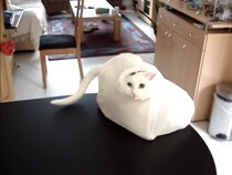 猫「誰か取ってニャー！」　好奇心が招いた“思わぬアクシデント”の一部始終に驚きの声「コントみたいな展開だね」