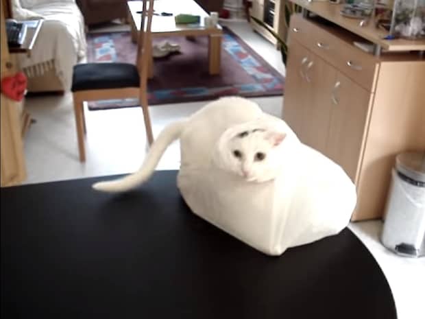 猫「誰か取ってニャー!」 好奇心が招いた“思わぬアクシデント”の一部始終に驚きの声「コントみたいな展開だね」