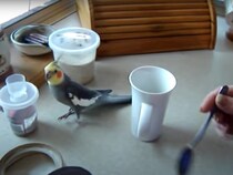 コーヒーがおいしくなるおまじない！？　カップの周りをくるくる駆けるオカメインコに視聴者感心「魔法の儀式だ」