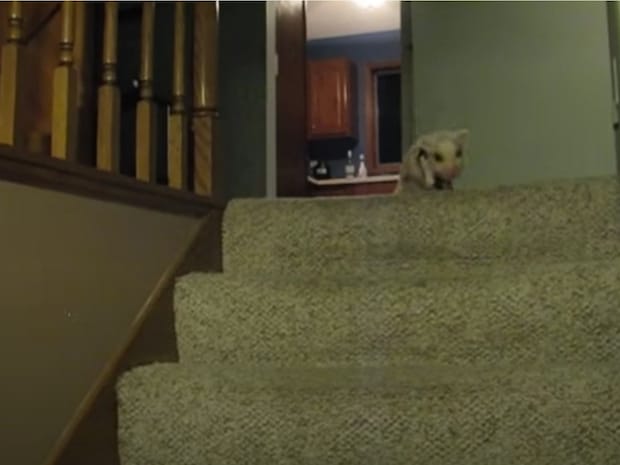 「どうして行っちゃうの？」　ご飯を追いかけるミニブタ、階段で見せた大胆アクションに反響「本当に勇敢」「かわいすぎた！！」