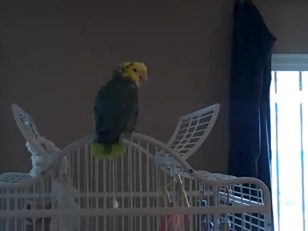 納得いくまで発声練習！　名曲「虹の彼方に」を歌うオウムの“美声”に視聴者とりこ「すごすぎる」「最高の歌手だね」