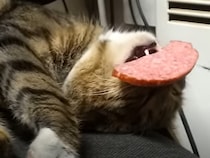 食い意地張りすぎ！　ソーセージをくわえながら爆睡する“猫”に「夢の中でも食べているの？」