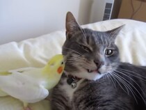 「気持ちいいニャー」　猫のひげ繕いをするオカメインコに視聴者「かわいいペアだね」