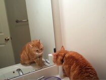 あんた誰ニャ！　猫が鏡に映る自分を威嚇する様子に視聴者「侵入者から家族を守っていたんだね」