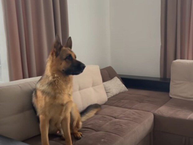 「誰だワン！」　“ワニ男”に変装した主人のイタズラに混乱するジャーマンシェパードに「かわいい」