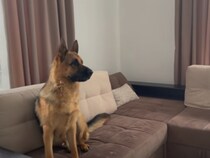 【動画】「お前、誰だ！」　“ワニ男”にほえるジャーマンシェパード　一進一退の攻防に注目！