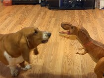 威嚇しても動じない！？　“おもちゃ”の恐竜と戦うワンちゃん、意外な結末に「たまらない」「とてもお利口」の声