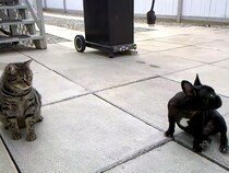 キミたち仲良すぎ！　猫の上に乗っかるフレンチブルドッグに視聴者ホッコリ「見ているだけでも癒やされる」