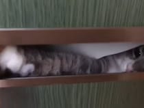 投函口から飛び出すのは…猫パンチ！？　配送業者の邪魔をする猫に反響「世界一かわいい迷惑のかけ方」