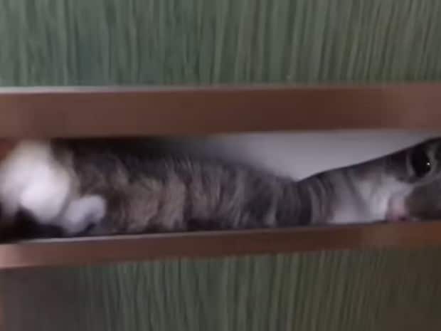 投函口から飛び出すのは…猫パンチ！？　配送業者の邪魔をする猫に反響「世界一かわいい迷惑のかけ方」