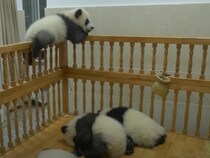 【動画】「えっ…かわいすぎるって…！」 まるでぬいぐるみのような子パンダが“もぞもぞ”動く姿を見よ！