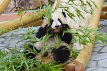 【！？】パンダが定期的に「腹痛」に悩んでいるって本当？→「アドベンチャーワールド」に聞いてみた結果