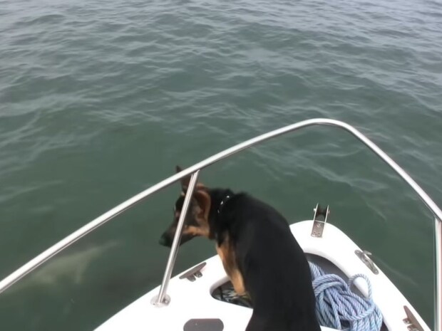 海面をジャンプするイルカを発見→犬が取った行動に視聴者びっくり「好奇心旺盛」「表情がかわいすぎる！」