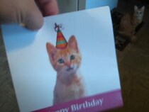 なぜ嫌がる！？　全力でバースデーカードを攻撃する猫に反響続々「マジで笑える」「大好き」【動画あり】