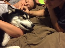 【動画】ママにはデレデレ！？ うれしそうにペロペロするハスキー、素直すぎるって！