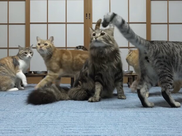 何があった!? 食事中の猫たちに突然起きた“びっくりの連鎖”に視聴者くぎ付け「なんでw」「顔がもうツボ」
