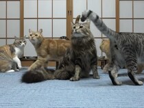 【動画】「すごい…めちゃくちゃお行儀がいい…！」 きれいに整列してご飯を食べる猫さんたちがかわいすぎる！
