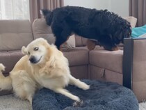 【動画あり】「最初から最後まで笑える」　ベッドを占領された犬vs動じない子猫！　終わりなき《ベッド争奪戦》の結末は？