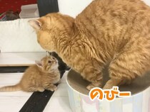 【動画あり】「パパ、どいてー！」「はいよ！」　子猫のお願いにすぐ応えるパパ猫の優しさに反響続々「かわいいの化身」「完璧な親子」