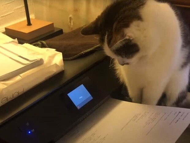 ビートを刻んでる！？　プリンターの音と頭の動きが“共鳴”する猫ちゃんに反響続々「かわいすぎる」「大笑いした」