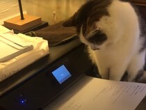 【動画】「待って…かわいすぎるって…！」 プリンターを見つめながら、音に合わせて頭が動く猫ちゃんが超キュート！