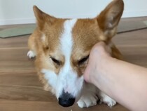 【動画】お兄ちゃんのときと全然違うじゃん！　お母さんを「足1本」で見送るはなちゃんが面白すぎるwww