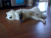 【動画あり】“ふわふわ犬”サモエドに突進する子猫！　仲良しな2匹に癒やされる視聴者続出「かわいすぎてたまらない！」
