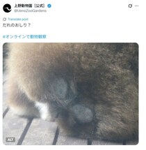 【えっ？】かわいい！　「シロテテナガザル」ってどんな動物？　正解がコレです！